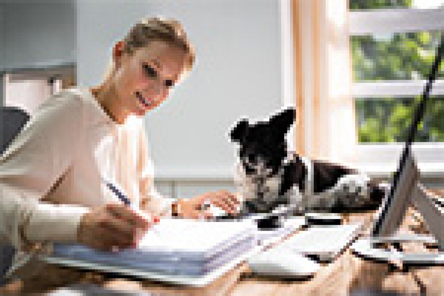 AdobeStock_382689444_Hundesteuer_V1